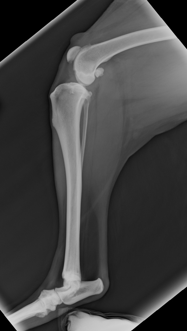 Pre-operative cruciate X-ray