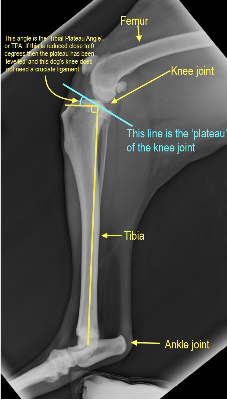 Pre-operative TPLO measurements