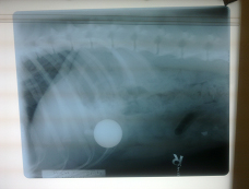 Toby's x-ray showing golf ball