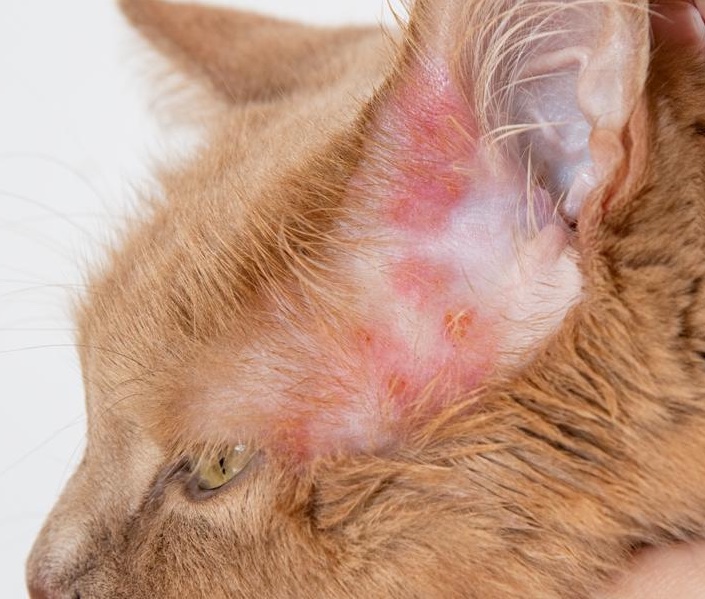 Itchy skin condition