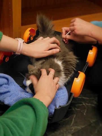 Cat being vaccinated at Kelperland Vets