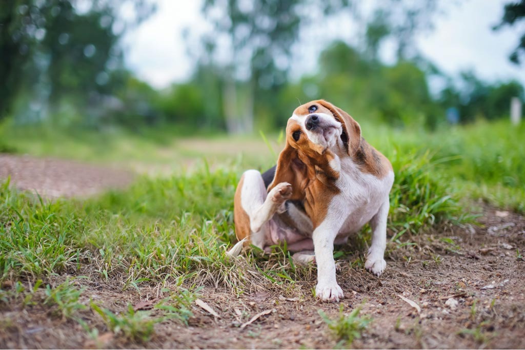 Dog scratching — dermatology referrals at Kelperland
