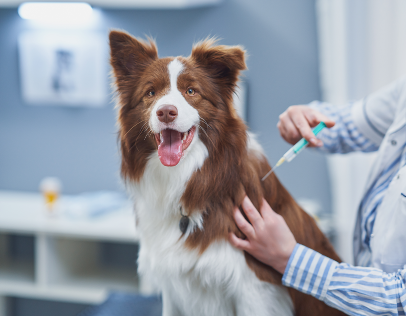 Dog being vaccinated at Kelperland Vets