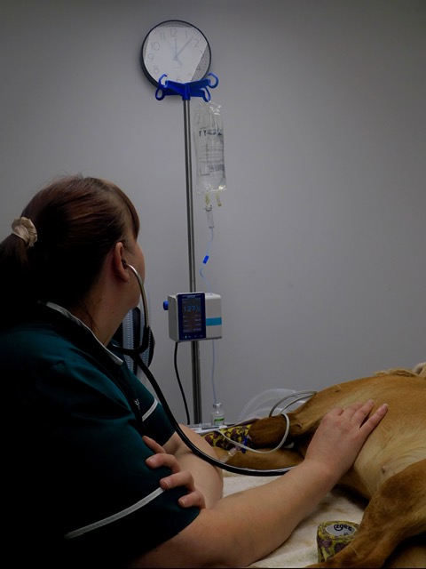 Faye monitoring a dog during surgery at Kelperland Vets