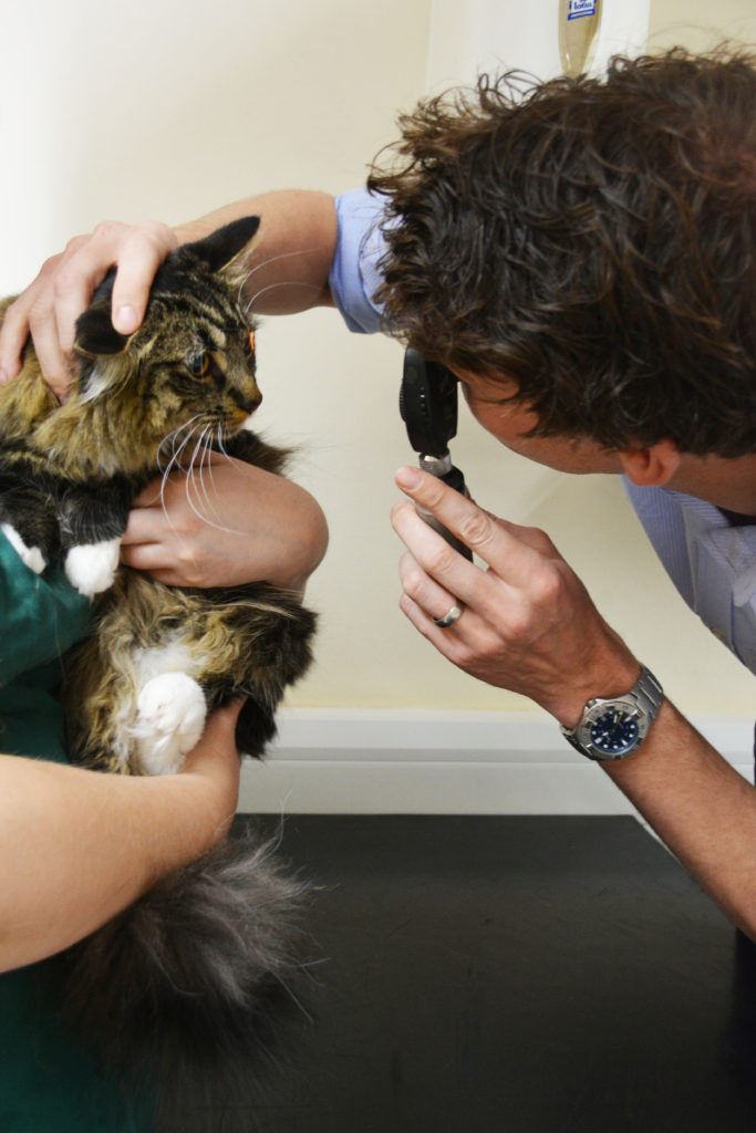 Vet examining a cat at Kelperland