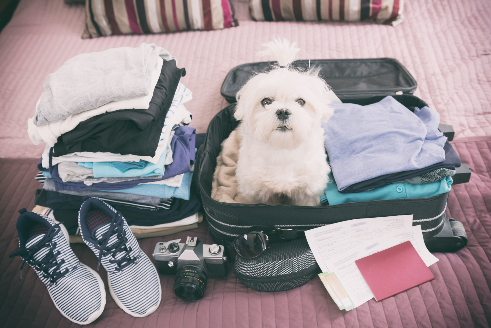 Dog in a suitcase ready for travel