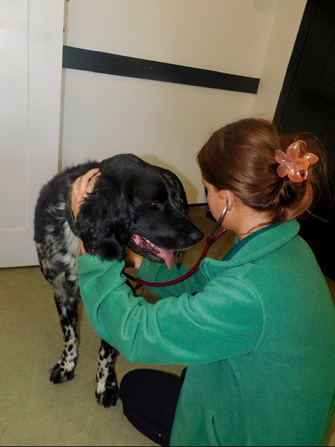 Nurse caring for a dog overnight at Kelperland Vets