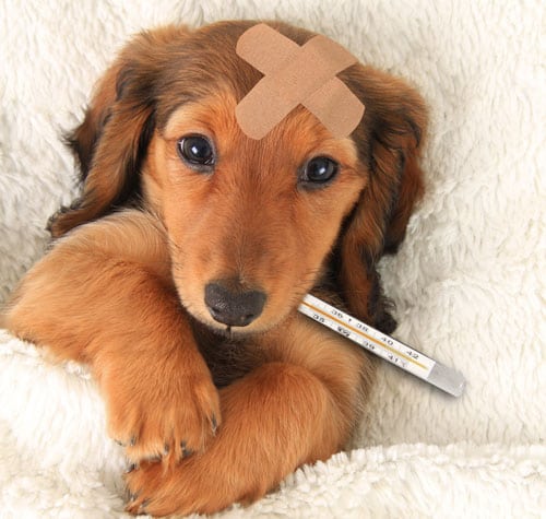 Pet receiving overnight care at Kelperland