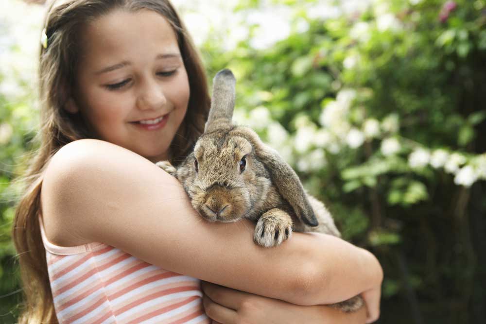 Girl holding a rabbit at Kelperland Vets