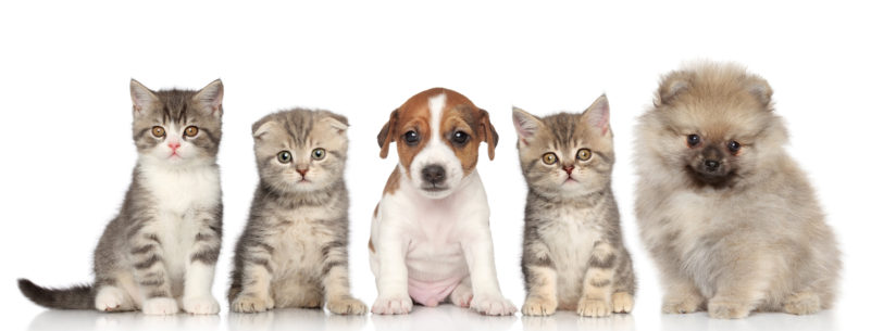 Puppies and kittens