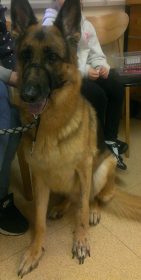 Roxie the German Shepherd