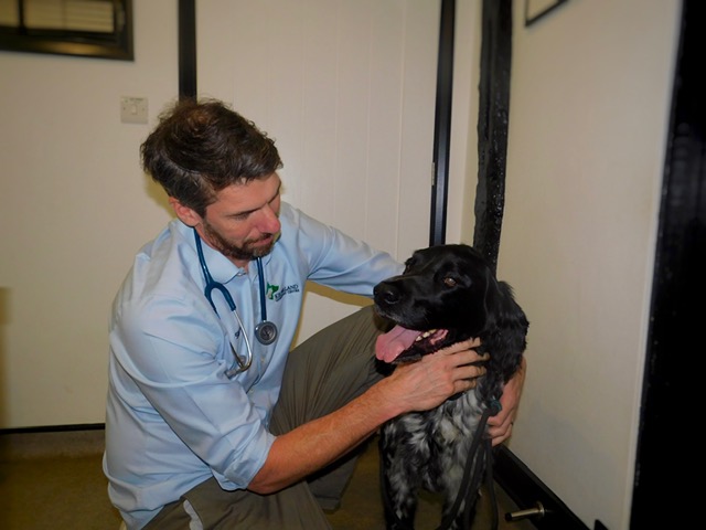 Simon Ratcliffe examining a dog at Kelperland Vets