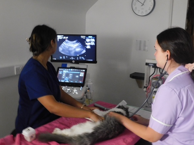 Kelperland team performing an ultrasound scan