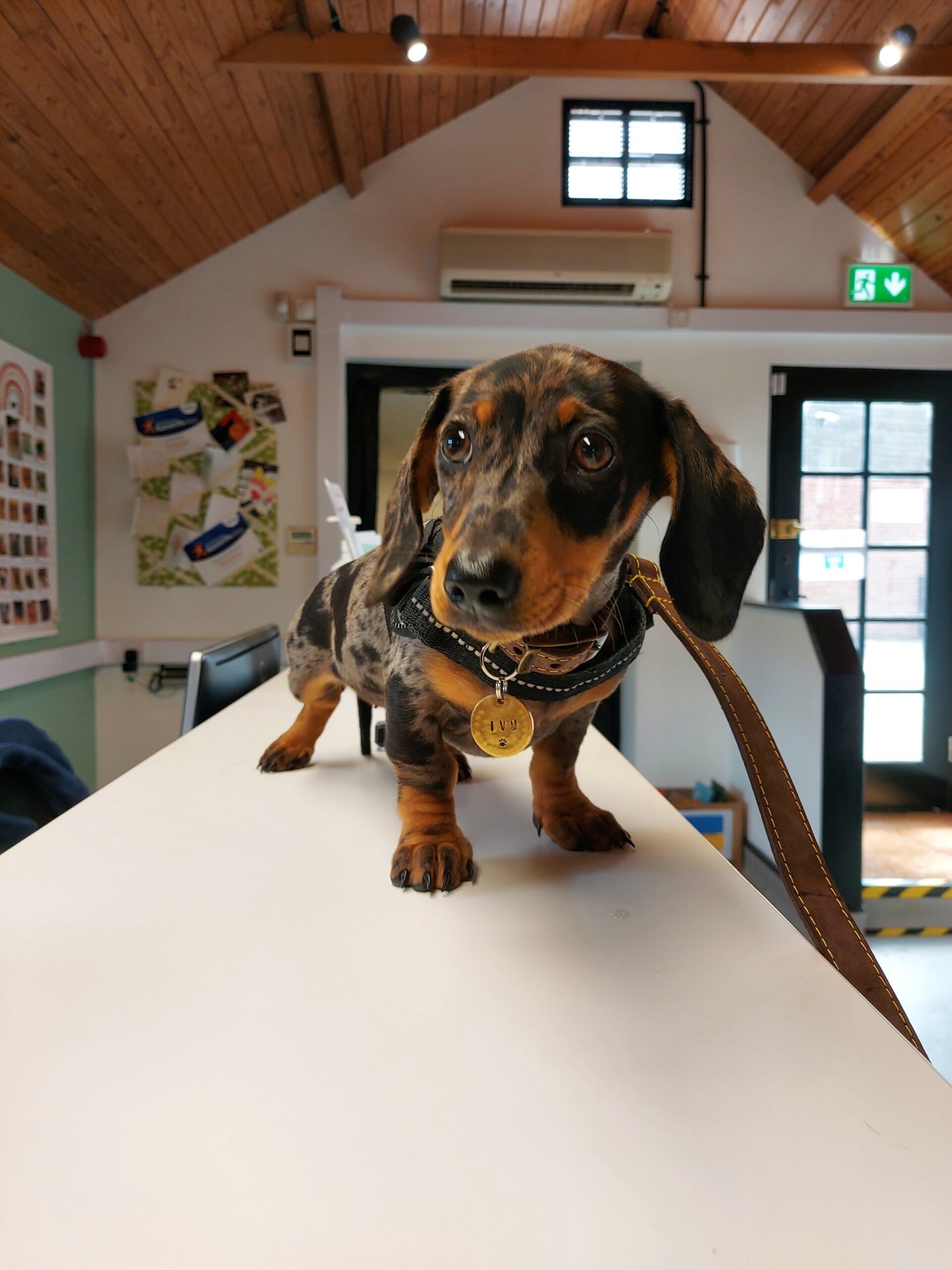 General veterinary care