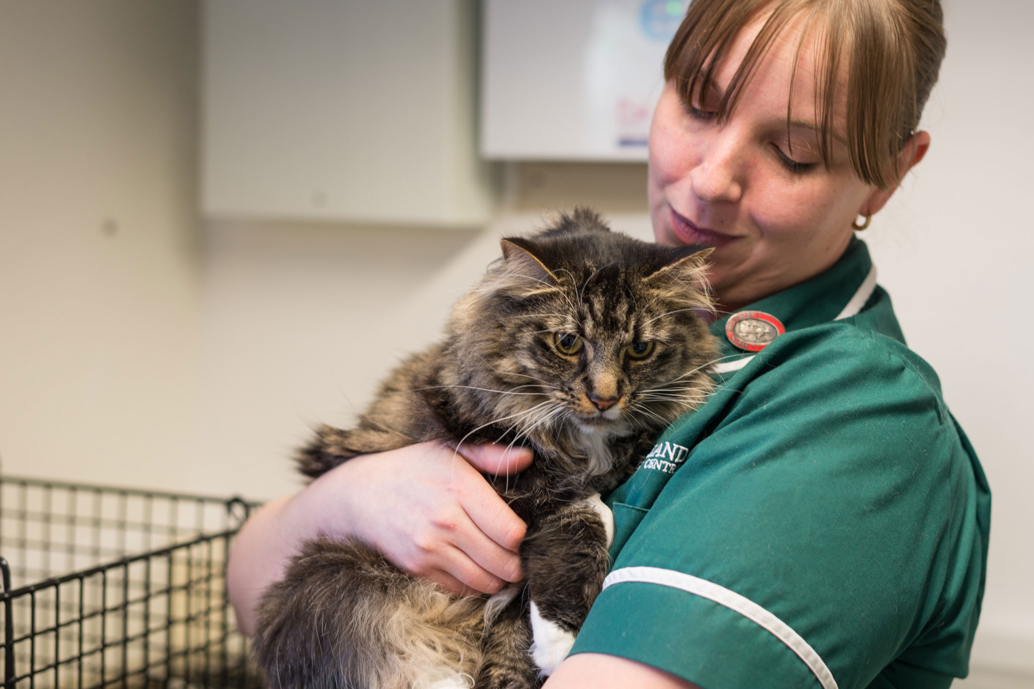 Vet holding a cat at Kelperland