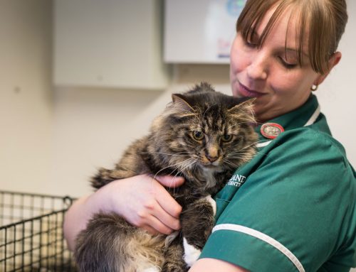 Update on Kelperland GREEN Pet Club
