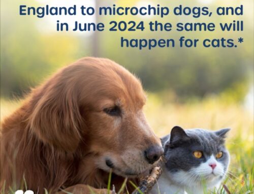 Compulsory cat microchipping is coming!