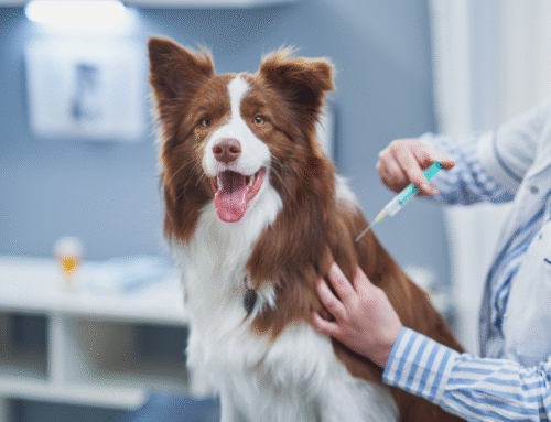 Changes to dog vaccines in the UK – nothing to worry about!