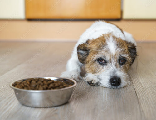 10 Common Signs Your Pet May Be in Pain (And What to Do About It)