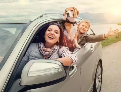 Summer Travel with Pets: Vet-Approved Tips for Stress-Free Holidays