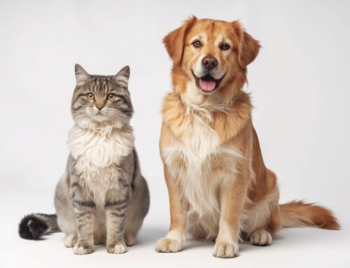 Kelperland GREEN pet club launch