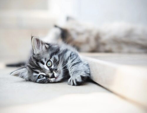 What’s in the Bowl? A Whisker-Worthy Guide to Feeding Your Adult Cat Right