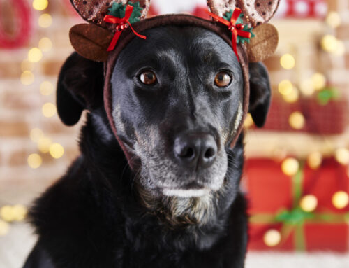 The Twelve ‘Uh-Oh’ Moments of Christmas: Festive Hazards Your Pets Want You to Ignore