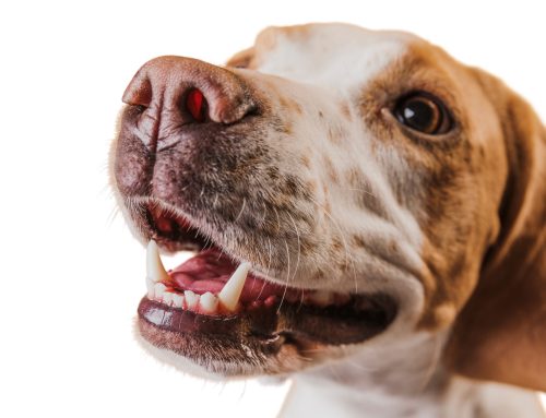 If Only Pets Could Brush Their Own Teeth…