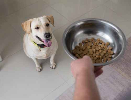 Is Your Pet a Little Too ‘Well-Loved’?