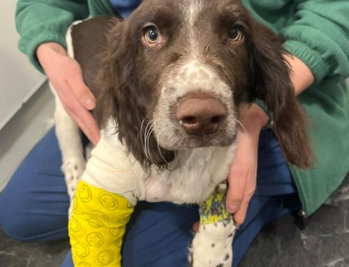 Case Study: Otto the gorgeous Springer Spaniel