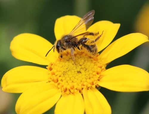 Spring Into Action: Keeping Your Pets Safe This Season