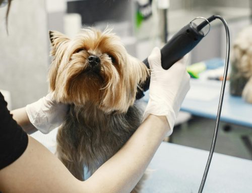 The Great Spring Shed-Off: Surviving Fur Season