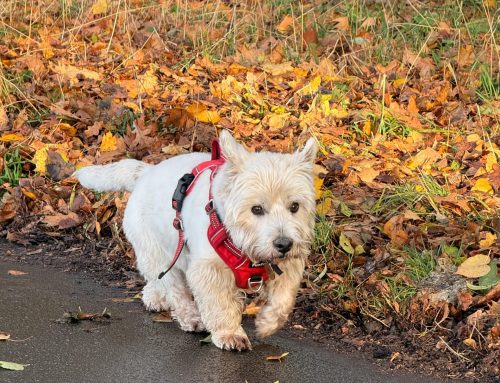 Spring Walks: Adventure Awaits (With a Few Caveats)