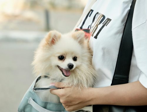 Changes to pet travel requirements
