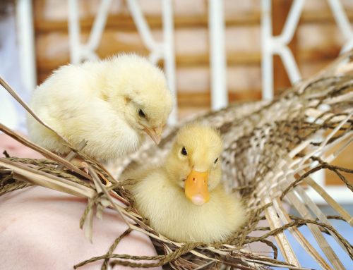 Baby Animal Season: Cute, But Caution Needed