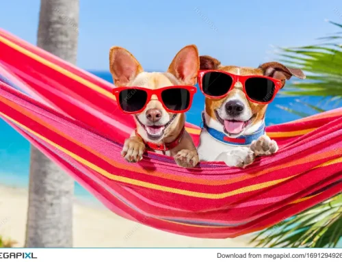 The Summer Sniffari: Fun Ways to Keep Dogs Mentally Stimulated in Hot Weather