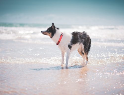 Holiday Mode Activated: Preparing Your Pet for Summer Adventures